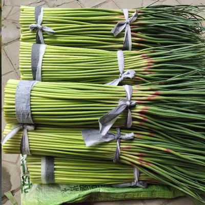 农家自产新鲜蒜苔现摘速发当季新鲜蔬菜批发保鲜蒜苔农家肥种植图2