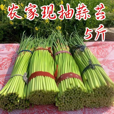 农家自产新鲜蒜苔现摘速发当季新鲜蔬菜批发保鲜蒜苔农家肥种植图3