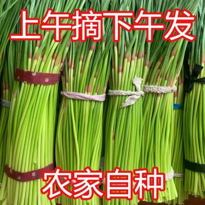 农家自产新鲜蒜苔现摘速发当季新鲜蔬菜批发保鲜蒜苔农家肥种植图4
