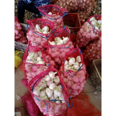 邳州优质净蒜鲜蒜头图4