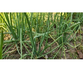 不管种什么葱，只需懂得这样操作，后期又嫩又绿四季吃不完