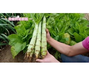 莴笋该种植了#种菜基础