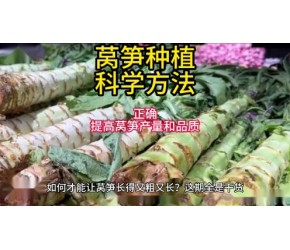 莴笋科学种植方法是什么？种植莴笋我们需要注意以下几点