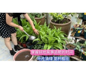 莴笋种植掌握好追肥的时间 用合适的肥料 长得叶片油绿茎杆粗壮