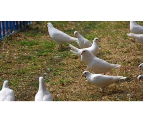 鸽子喂什么粮食比较好，鸽子饲料配方