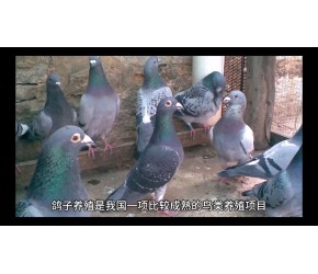 鸽子养殖运用微生物技术，鸽场不臭，疾病少，效益稳定