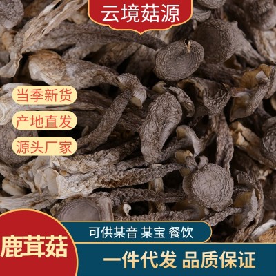 云南野生菌鹿茸菌批发鹿茸菇批发脆脆菇煲汤食材产地直发图3