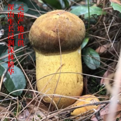 云南特产牛肝菌干货批发白葱红葱水白葱黄牛肝菌产地直发图2