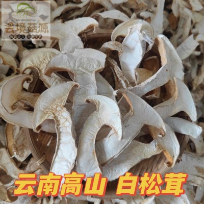 云南蘑菇白松茸批发松茸菇松茸菌松茸干货蘑菇雪山松茸产地直发图3