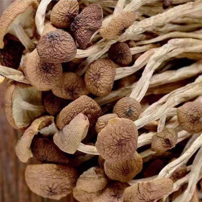 茶树菇散装批发 江西茶树菇不开伞细杆无熏硫 5kg煲汤食材茶树菇图3