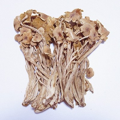 茶树菇散装批发 江西茶树菇不开伞细杆无熏硫 5kg煲汤食材茶树菇图5
