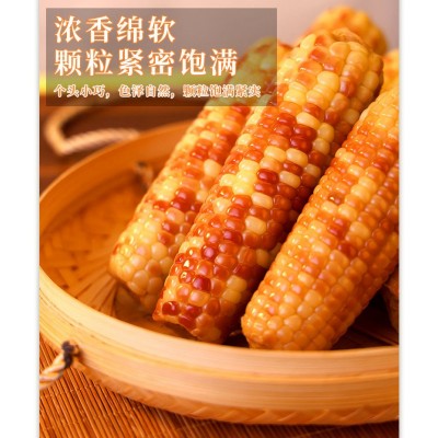 10斤云南西双版纳香糯小玉米新鲜现摘真空装花糯玉米棒香甜黏玉米图2