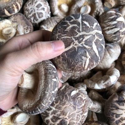 花菇干货肉厚冬菇河南产地食用菌种植基地批发常年供货量大优惠图4