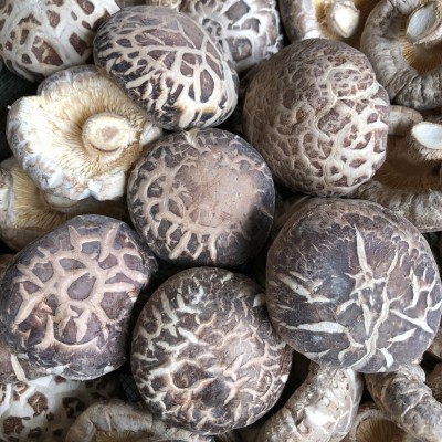 花菇干货肉厚冬菇河南产地食用菌种植基地批发常年供货量大优惠图5