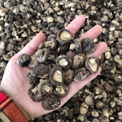 小香菇干货冬菇蘑菇西峡产地批发常年供应500g南北干货可一件代发图3