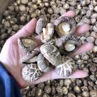 2024西峡新花菇干货冬菇肉厚干香菇产地批发一手货源大量现货散装图5