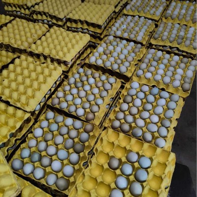 30枚大别山农家散养五谷绿壳虫草混合装土鸡蛋现捡现发免费喷码图4