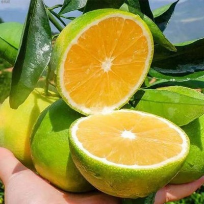 正宗新鲜皇帝柑超好吃皮薄肉厚爆甜多汁果园直发新鲜采摘柑橘桔子图3