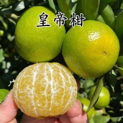 正宗新鲜皇帝柑超好吃皮薄肉厚爆甜多汁果园直发新鲜采摘柑橘桔子图2