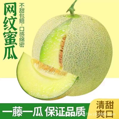 网纹瓜多汁当季清甜蜜瓜冰淇淋甜瓜新鲜哈密瓜专属于农场 直发包邮图3