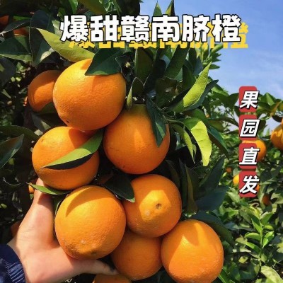 正宗赣南脐橙当季水果新鲜采摘多汁鲜甜好吃农家果园直发整箱包邮图3