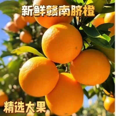 正宗赣南脐橙当季水果新鲜采摘多汁鲜甜好吃农家果园直发整箱包邮图5