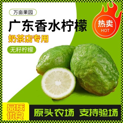 柠檬新鲜现摘无籽奶茶店香水柠檬专一级当季精选酸香多汁 新鲜水果图2