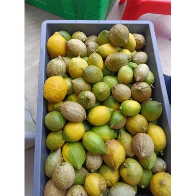 柠檬新鲜现摘无籽奶茶店香水柠檬专一级当季精选酸香多汁 新鲜水果图5