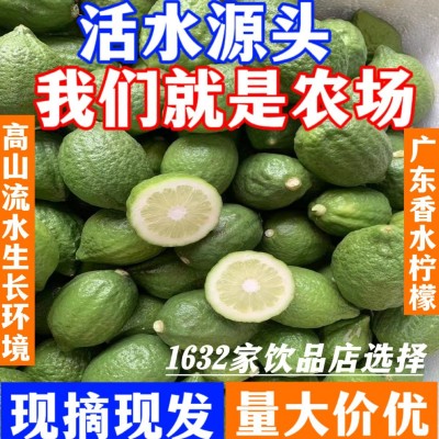 广东香水柠檬新鲜野生饮品店专用香水柠檬专1级柠檬支持一 件代发