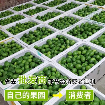 广东香水柠檬新鲜野生饮品店专用香水柠檬专1级柠檬支持一 件代发图4