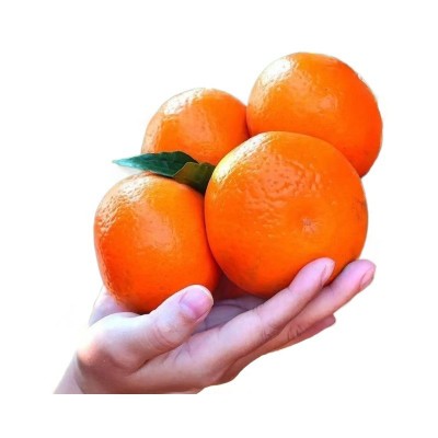 正宗广西武鸣沃柑水果纯甜多汁果园现摘现发应季橘子皮薄新鲜水果图4