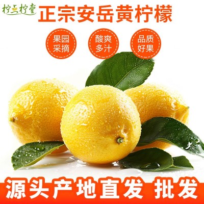 安岳鲜柠檬新鲜采摘餐饮奶茶店用柠檬四川黄柠檬皮薄多汁现摘批发图3