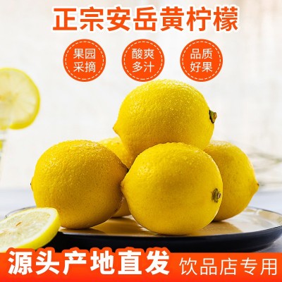 四川安岳黄柠檬新鲜采摘当季水果优选皮薄香水鲜柠檬一件代发柠檬图2