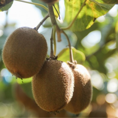 陕西周至猕猴桃绿心奇异果新鲜水果当季整箱包邮孕妇非翠香弥猴桃图3