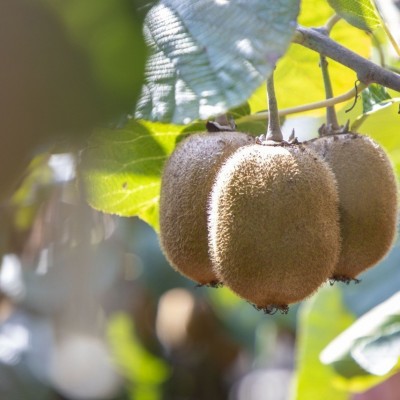 陕西周至猕猴桃绿心奇异果新鲜水果当季整箱包邮孕妇非翠香弥猴桃图4