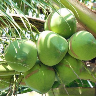 带皮文昌海南椰子新鲜椰青10个一袋椰子鸡饭店专用椰汁一件代发图2