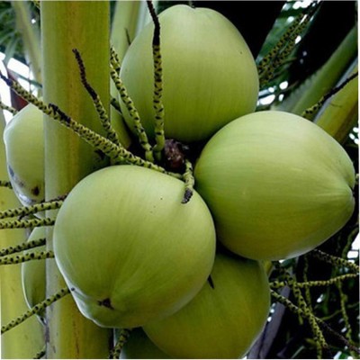 带皮文昌海南椰子新鲜椰青10个一袋椰子鸡饭店专用椰汁一件代发图5