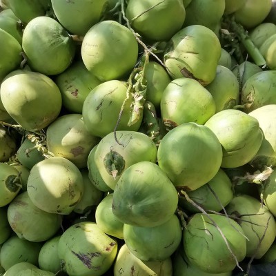 带皮文昌海南椰子新鲜椰青10个一袋椰子鸡饭店专用椰汁一件代发图3