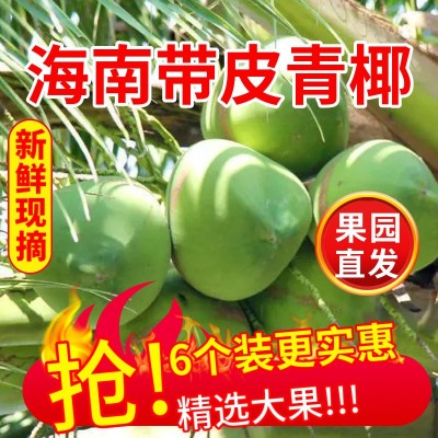 带皮文昌海南椰子新鲜椰青整箱现摘当季饮料纯天然椰汁一件代发图2