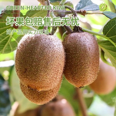 陕西周至绿心猕猴桃9大果新鲜孕妇当季时令水果奇异果徐香非红心图4