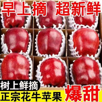 花牛苹果甘肃天水新鲜水果当季整箱10斤婴儿糖心粉面沙甜红蛇平果图4