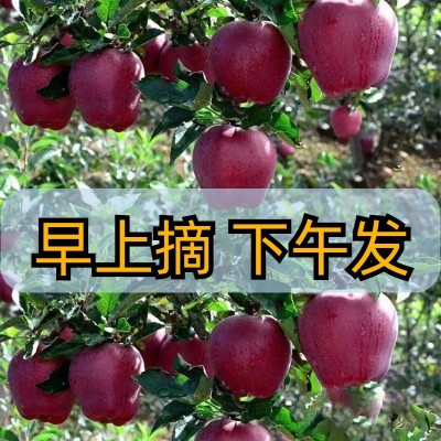 蛇果甘肃天水花牛新鲜当季水果红整箱粉面平果3、5、10斤包邮代发图5