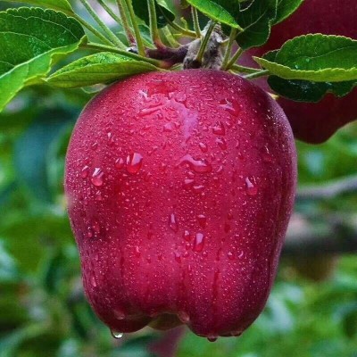 【爆甜】甘肃天水花牛苹果当季整箱应黑卡蛇果孕妇冰糖心新鲜水果图4