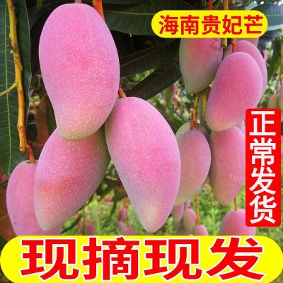 大芒果海南贵妃10斤装当季新鲜孕妇水果3/5斤红金龙批发包邮混批图4
