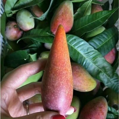 辣椒芒芒果海南新鲜水果牙签现摘尖椒芒果手指2-10斤装批发包邮图3