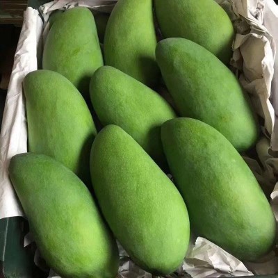 大芒果大青生吃甜脆甜新鲜水果整箱批发价非海南金煌芒跨境独立站图3