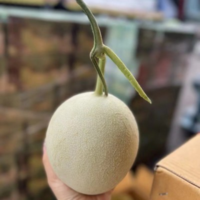 玉茹甜瓜哈密瓜整件2枚5斤礼盒现货整箱批发图4