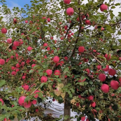 果园采摘产地直供甘肃静宁红富士苹果水果5-10斤10-12枚现货批发图5