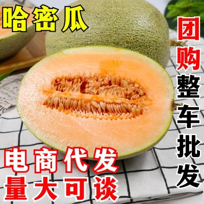 哈密瓜一件代发甜瓜当季水果新鲜西州蜜瓜晓25号非新疆玫珑网纹瓜图3