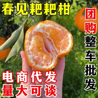 春见耙耙柑 一件代发 四川粑粑柑新鲜水果当季丑八怪橘子整箱包邮图2